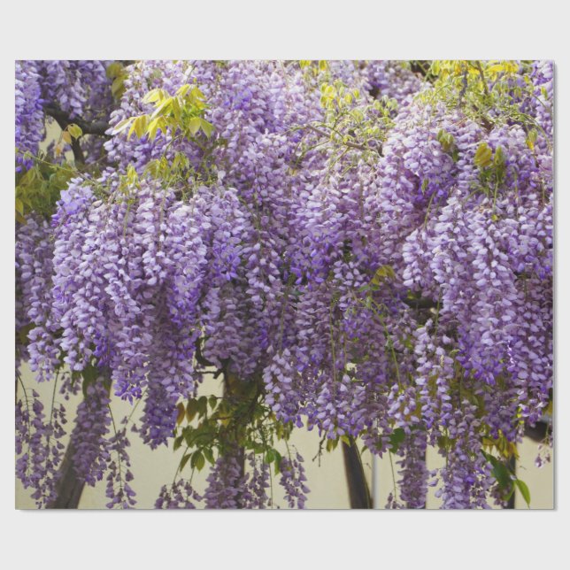 Papel De Regalo Violet Wisteria (Superficie plana)