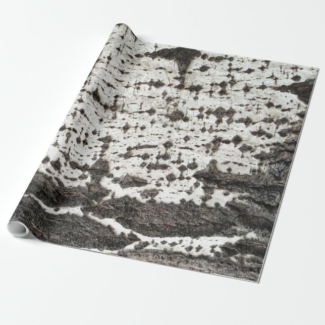 Papel De Regalo Weathered birch trunk (Desenrollado)