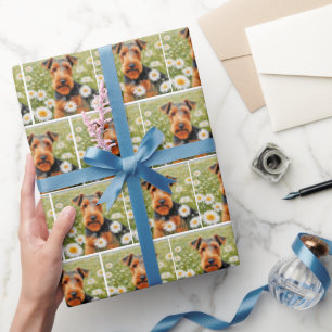 Papel De Regalo Welsh Terrier En El Campo Daisy