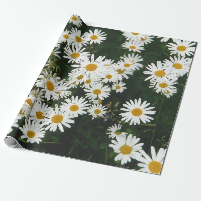 Papel De Regalo White Oxeye Daisy Meadow (Desenrollado)