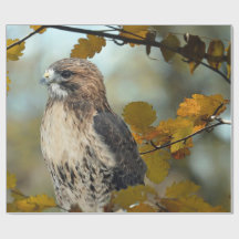 Wildlife Red Tail Hawk Autumn Photo