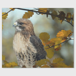 Papel De Regalo Wildlife Red Tail Hawk Autumn Photo