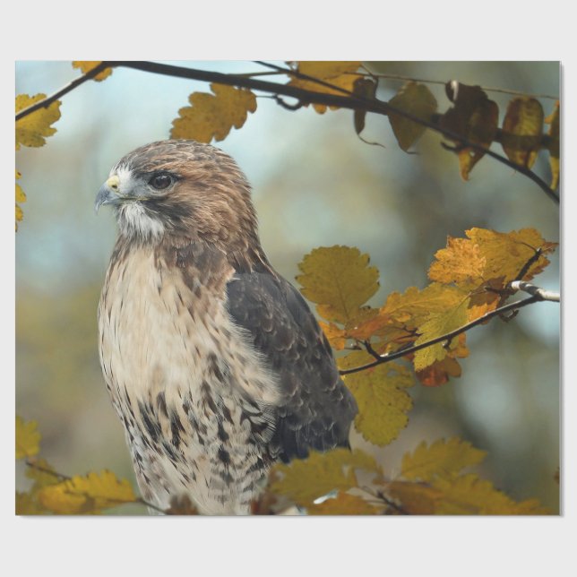 Papel De Regalo Wildlife Red Tail Hawk Autumn Photo (Superficie plana)