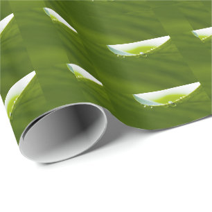 Papel De Regalo Zen Love Green Lotus Leaf Water Drop