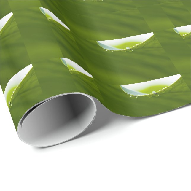 Papel De Regalo Zen Love Green Lotus Leaf Water Drop (Esquina del rollo)