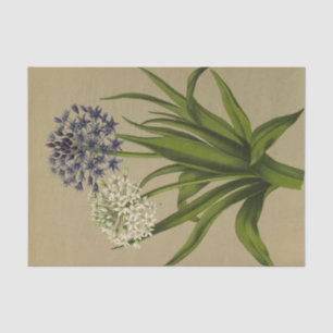 Papel De Seda 1 Scilla Peruviana 2 Scilla Peruviana Alba