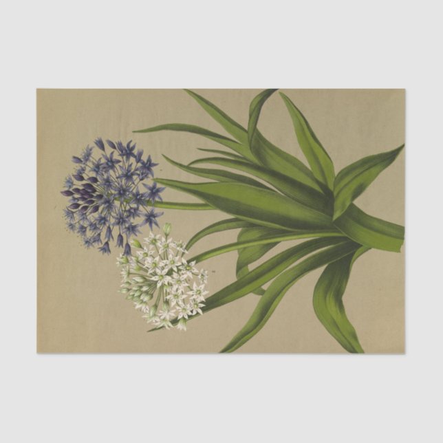 Papel De Seda 1 Scilla Peruviana 2 Scilla Peruviana Alba (Anverso)