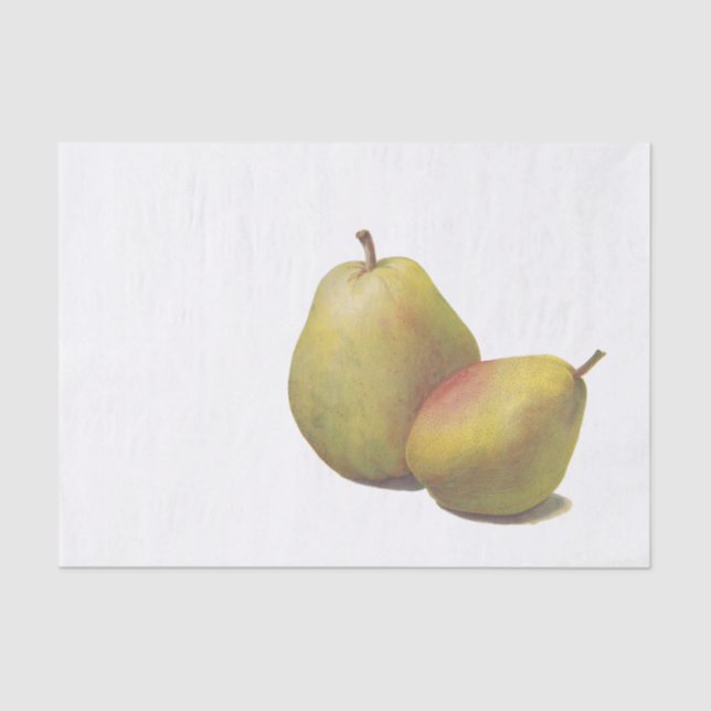 Papel De Seda 5 peras vintage ilustradas (Anverso)