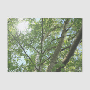 Papel De Seda abedul verde en árbol contra cielo azul