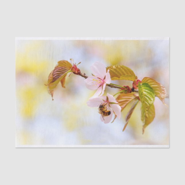 Papel De Seda Abeja En Una Flor De Cerezo (Anverso)