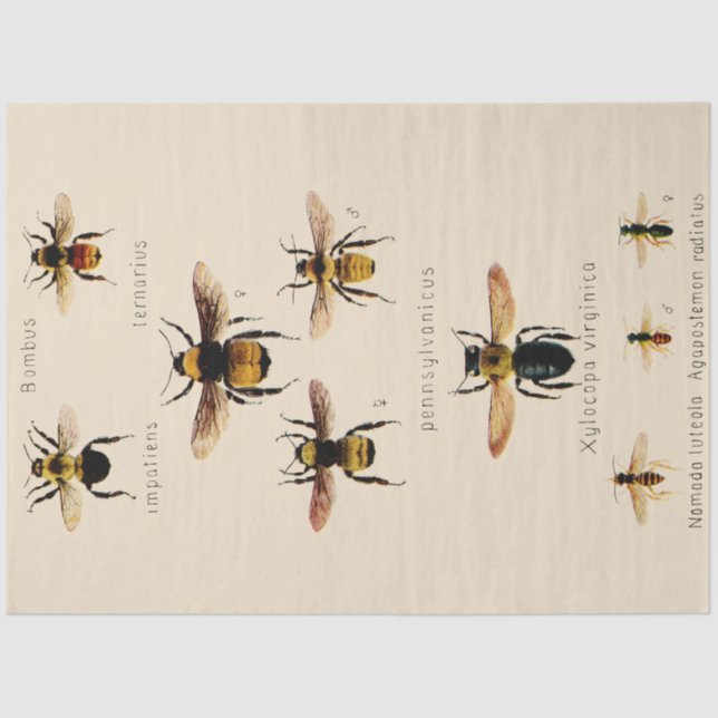 Papel De Seda Abejas de época (Anverso)