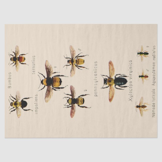 Papel De Seda Abejas de época (Anverso)