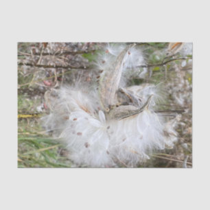 Papel De Seda Abrir Pods Milkweed   Semillas con seda  