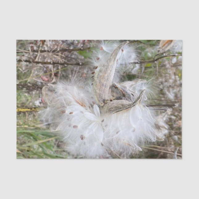 Papel De Seda Abrir Pods Milkweed | Semillas con seda | (Anverso)