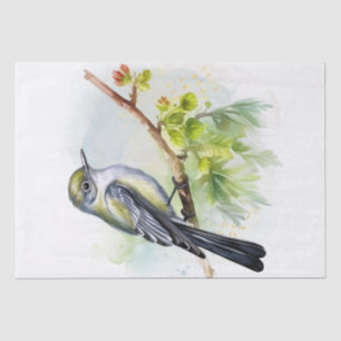 Papel De Seda Acadian Flycatcher Bird