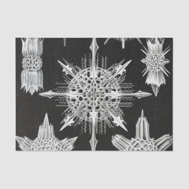 Papel De Seda Acanthophracta, animal acuático de Wunderstrahling (Anverso)