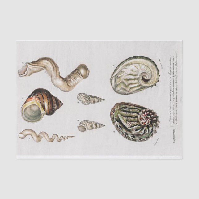 Papel De Seda acuarelas costeras (Anverso)