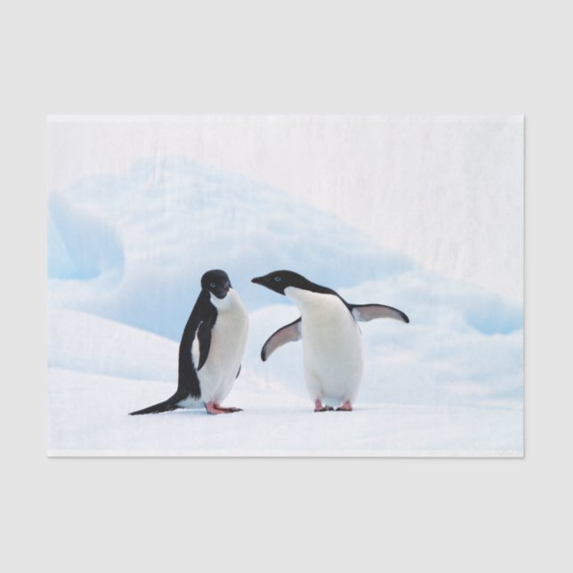 Papel De Seda Adelie Penguins (Anverso)