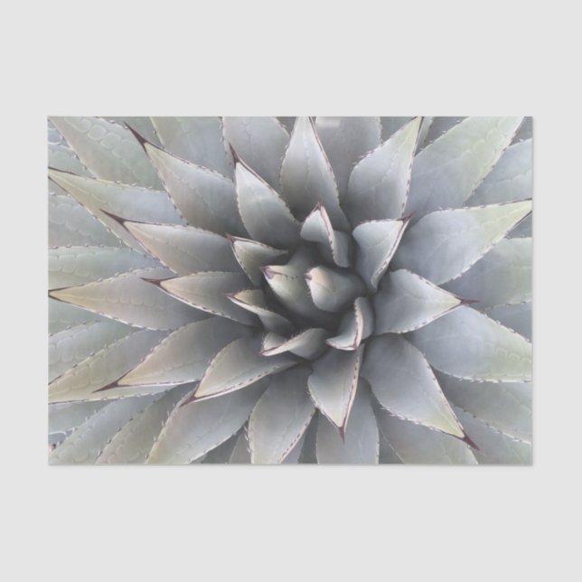 Papel De Seda Agave Suculento Plant Cactus Sabio verde (Anverso)