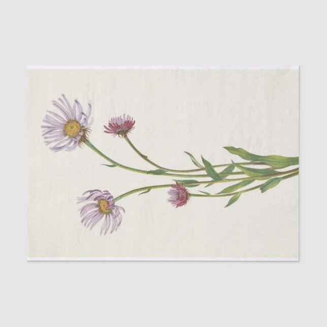 Papel De Seda Alaska Fleabane por Mary Vaux Walcott (Anverso)