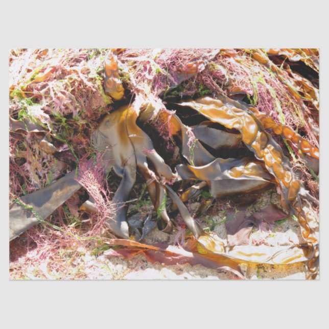 PAPEL DE SEDA ALIMENTACIÓN (Anverso)