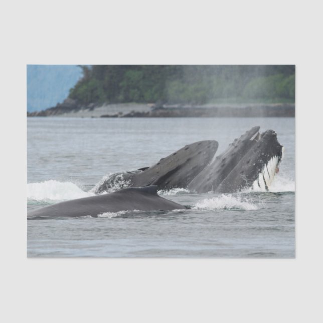 Papel De Seda Alimentando ballenas jorobadas (Anverso)