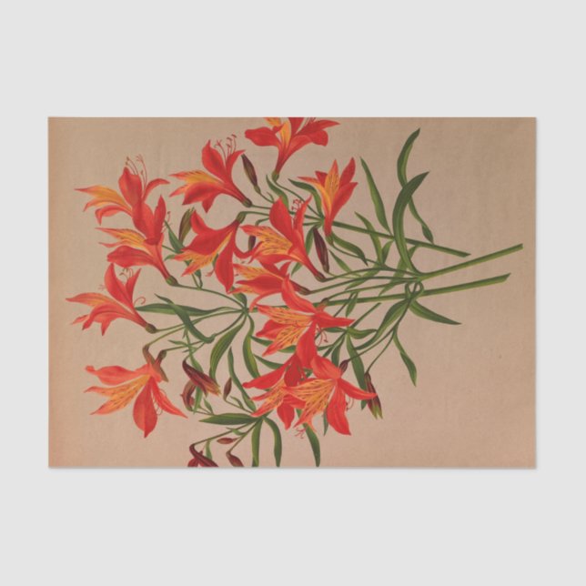Papel De Seda Alstroemeria Aurantiaca por Arentina Arendsen (Anverso)