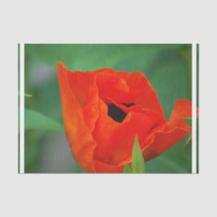 Papel De Seda Amapola anaranjada vibrante