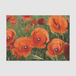 Papel De Seda Amapolas comunes