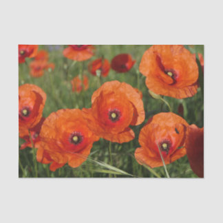 Papel De Seda Amapolas comunes