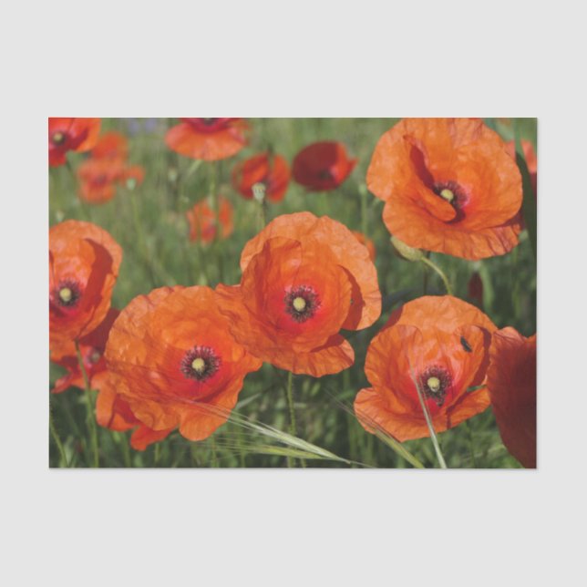 Papel De Seda Amapolas comunes (Anverso)