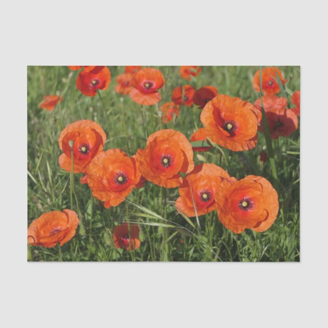 Papel De Seda Amapolas comunes (Anverso)