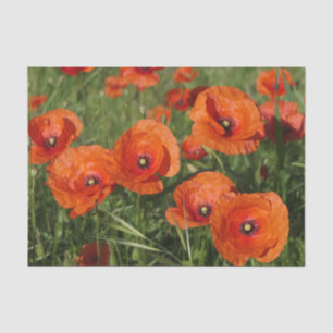 Papel De Seda Amapolas comunes
