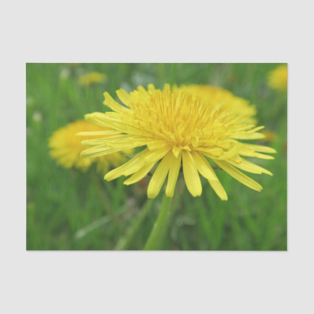 Papel De Seda amarillo, ranúnculo, planta, diente de león, prado (Anverso)
