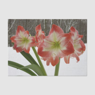 Papel De Seda Amaryllis en floral de invierno en la nieve roja f