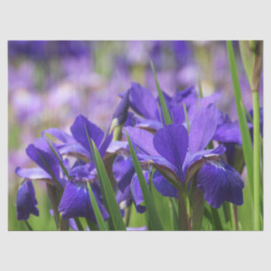 Papel De Seda Amethyst Purple Irises