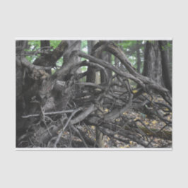 Papel De Seda Amor a un árbol caído