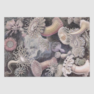 Papel De Seda Anémonas submarinas de Ernst Haeckel