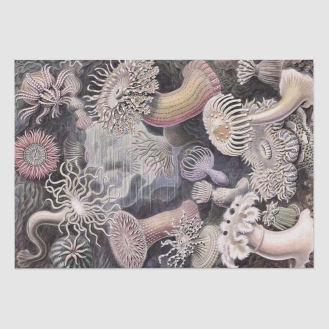 Papel De Seda Anémonas submarinas de Ernst Haeckel (Anverso)
