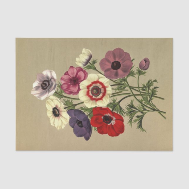 Papel De Seda Anemone Coronaria de Arentina Hendrica Arendsen (Anverso)