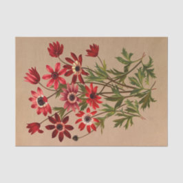 Papel De Seda Anemone Stellata Varr (Anemone Hortensis Varr)