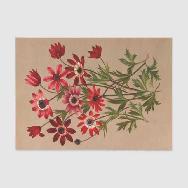 Papel De Seda Anemone Stellata Varr (Anemone Hortensis Varr) (Anverso)