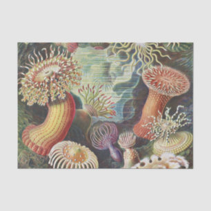 Papel De Seda Anemones marinos, Actiniae Seanemonen Ernst Haecke