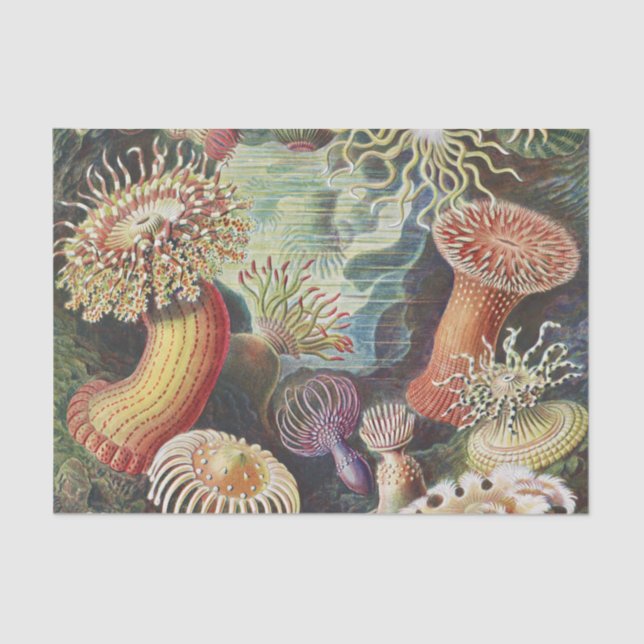 Papel De Seda Anemones marinos, Actiniae Seanemonen Ernst Haecke (Anverso)