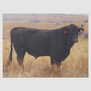 Papel De Seda Angus negros Steer Grazing con su manada