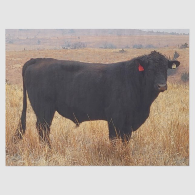 Papel De Seda Angus negros Steer Grazing con su manada (Anverso)