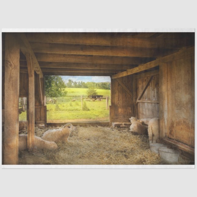 Papel De Seda Animal - Oveja - Recuento de ovejas (Anverso)