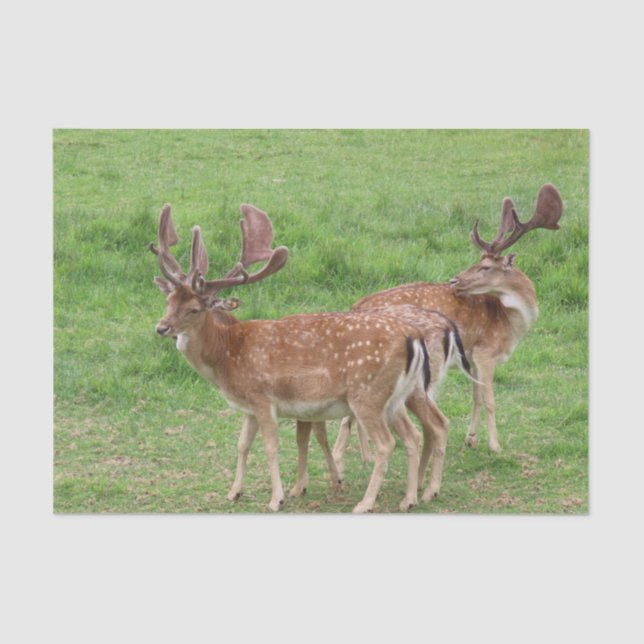 Papel De Seda animales, ciervos, fauna, bosque, prado, caza, n (Anverso)