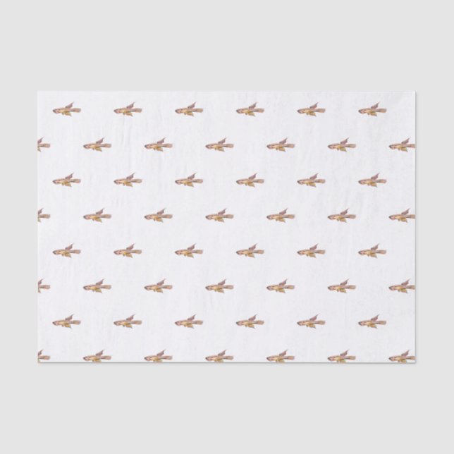 Papel De Seda aphyosemion bitaeniatum ijebu ode pez killi (Anverso)