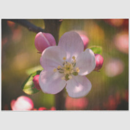 Papel De Seda Apple Blossom